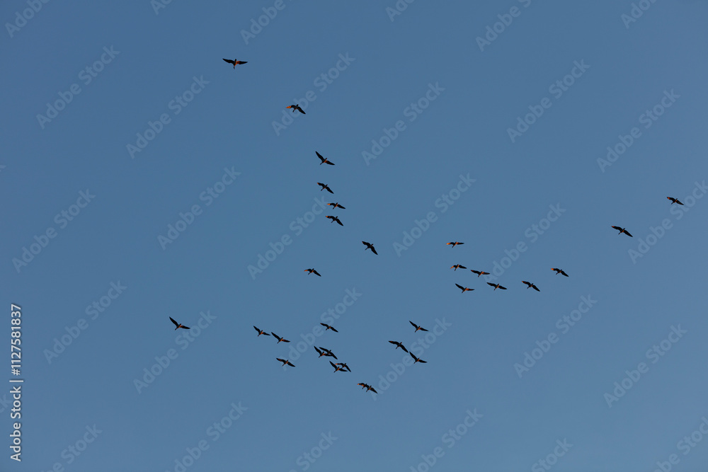 Flock of birds in flight against a clear blue sky. A dispersed, migratory pattern. Flock of birds in flight against a clear blue sky. A dispersed, migratory pattern.