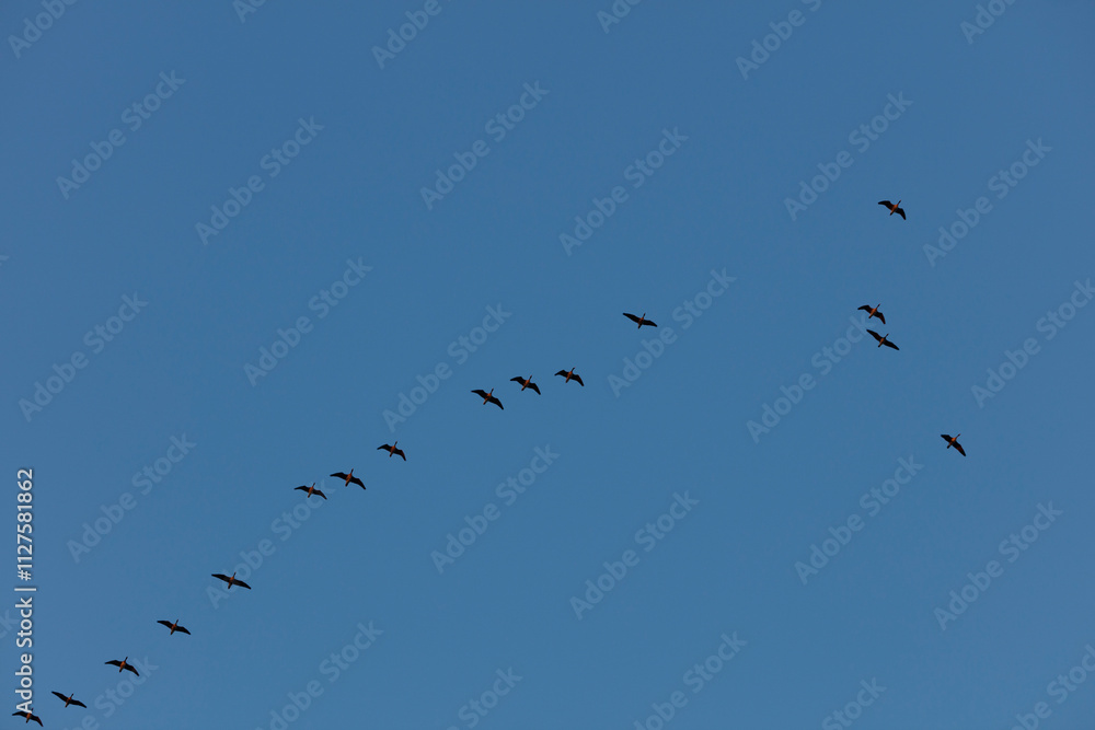 Silhouetted birds, likely geese, fly in a diagonal formation against a clear blue sky. A flock in flight. Silhouetted birds, likely geese, fly in a diagonal formation against a clear blue sky. A flock in flight.