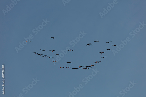 Flock of geese in flight, forming a loose heart shape against a pale blue sky.  A beautiful avian display. photo