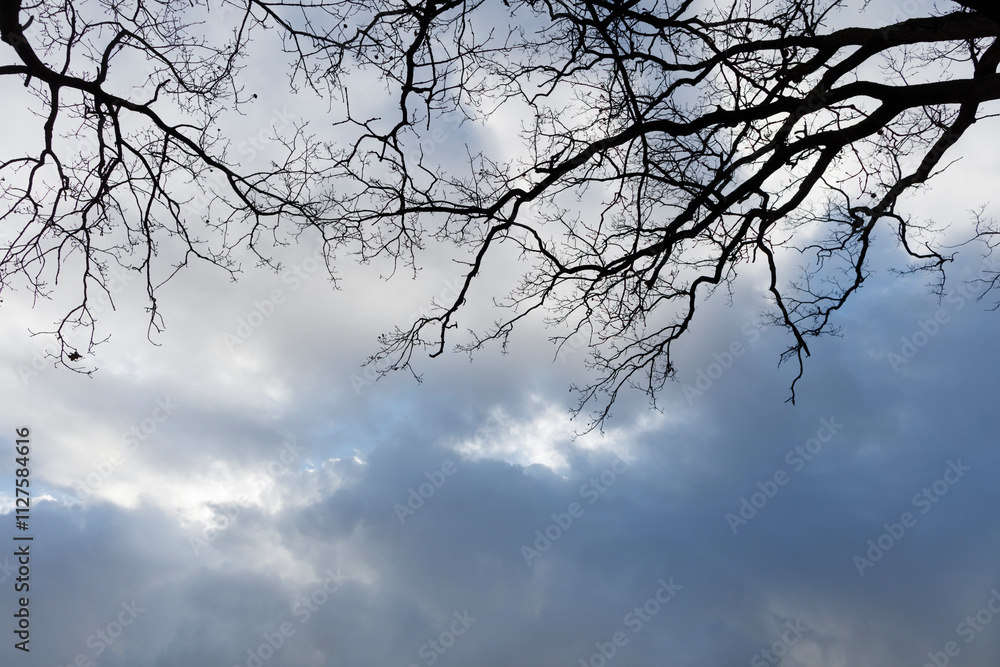 Bare tree branches against a cloudy sky. A muted light suggests an overcast day. Bare tree branches against a cloudy sky. A muted light suggests an overcast day.