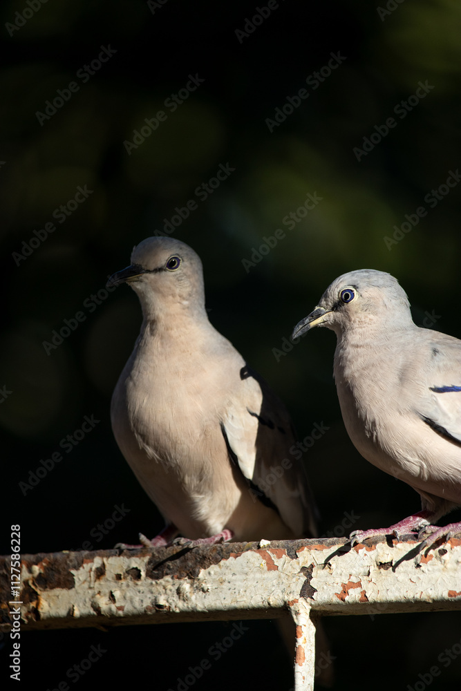 The picui dove, popularly known as the pajeú dove, São José dove and white dove, is a species of bird in the Columbidae family. The picui dove, popularly known as the pajeú dove, São José dove and white dove, is a species of bird in the Columbidae family.