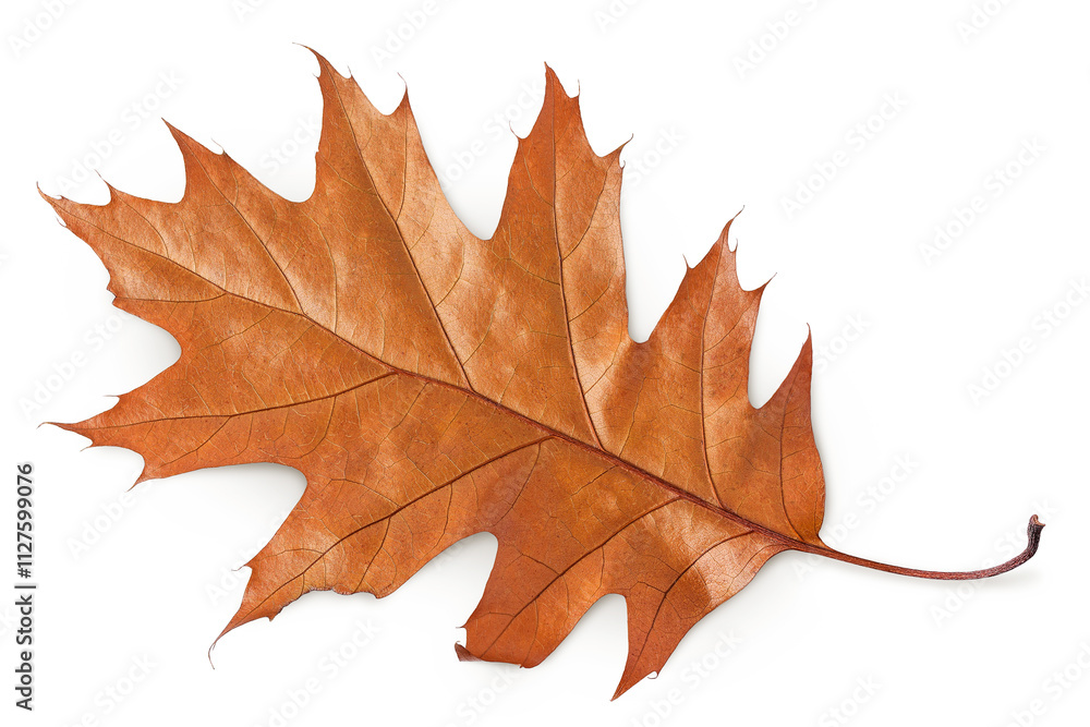 Autumn oak leaf isolated on white background. Fall season foliage. Top view. Flat lay Autumn oak leaf isolated on white background. Fall season foliage. Top view. Flat lay