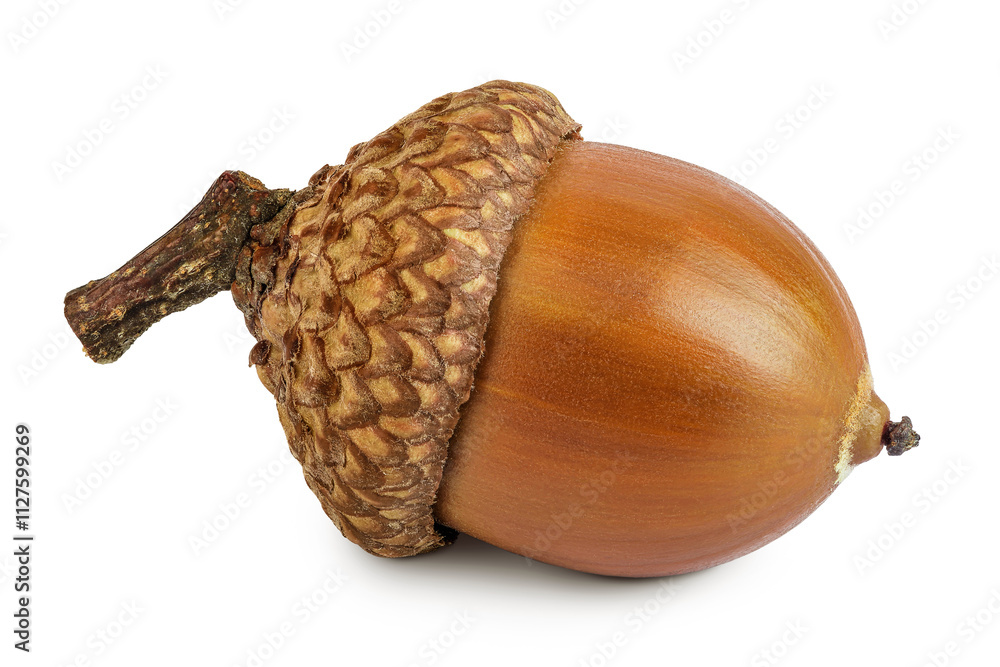 Brown acorn oak nut isolated on white background Brown acorn oak nut isolated on white background