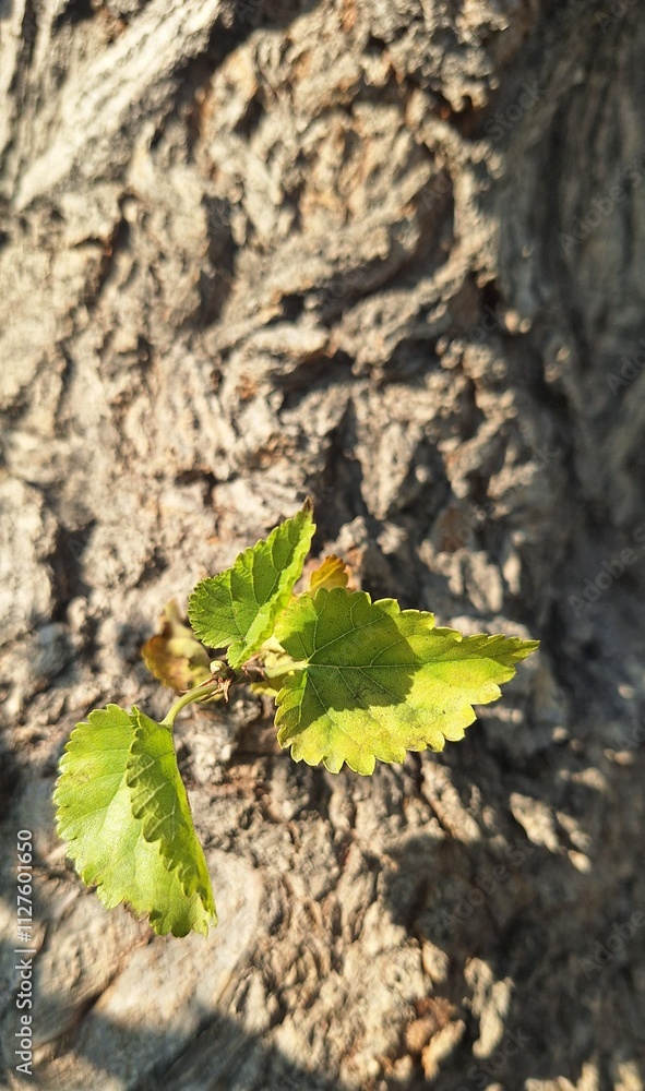 Close-up of small leaves that have just sprouted from an old tree Close-up of small leaves that have just sprouted from an old tree