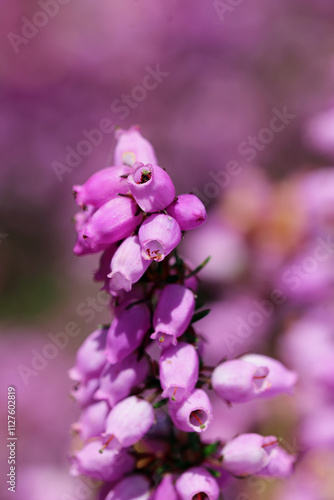 Photography Pink bell heather flowers in close up