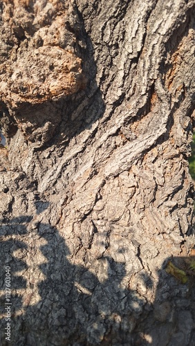 Dry and thick texture of a large tree in the shade of tree leaves.