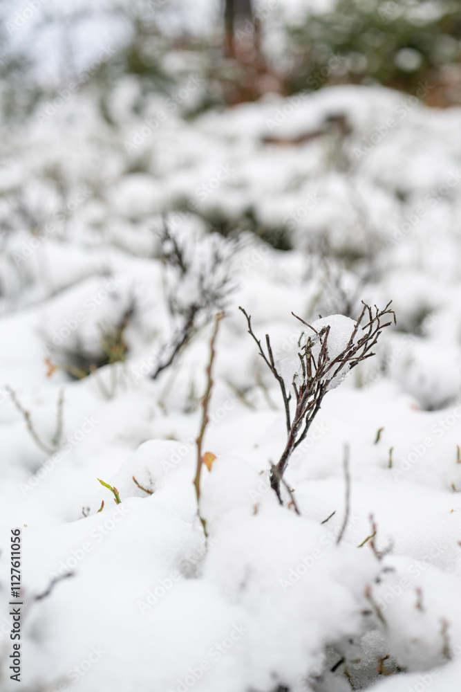 Bare blueberry twigs in the forest with snow.
Bare blueberry twigs in the forest with snow.