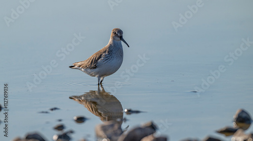 Curlew Sandpiper (Calidris ferruginea) breeds in the Arctic Sea lowlands in the Arctic. It is seen in the northern parts of Asia, Europe and America. photo