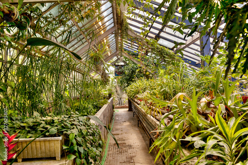 Lush Greenhouse Interior with Tropical Plants
 photo