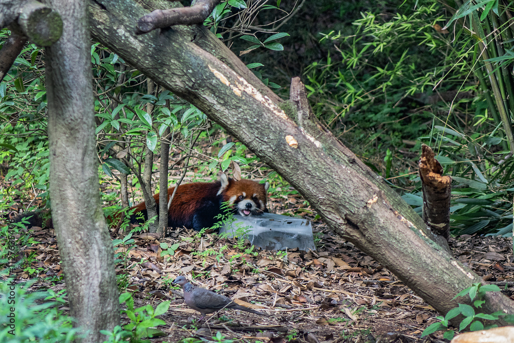 Chengdu Research Base of Giant Panda Breeding and Panda museum (was founded in 1987). The red panda, or bear-cat in nature. Chengdu, China. Chengdu Research Base of Giant Panda Breeding and Panda museum (was founded in 1987). The red panda, or bear-cat in nature. Chengdu, China.