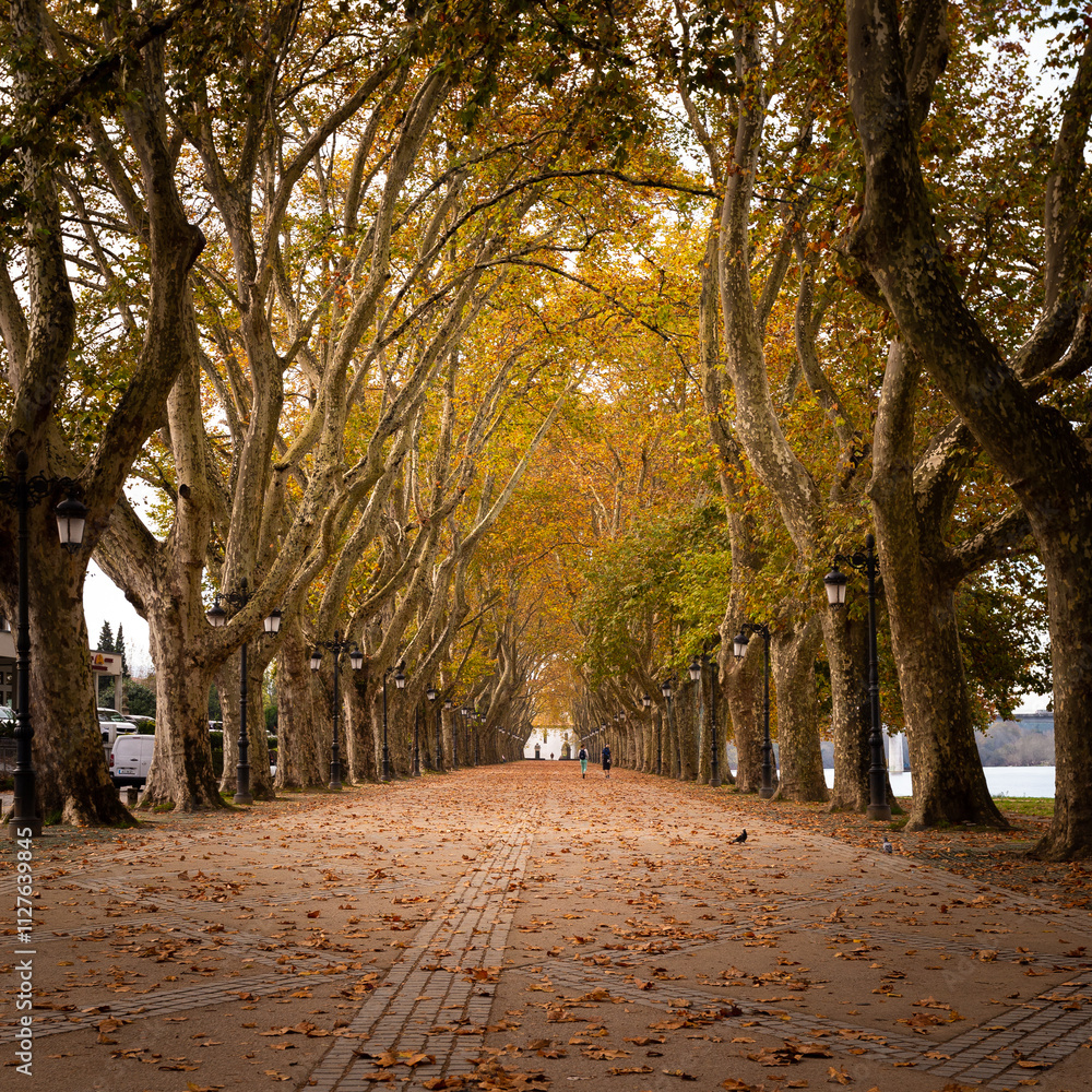 Naklejka premium Autumn natural tunnel made by giant trees in Ponte de Lima, Portugal.