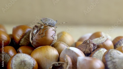 Halyomorpha Halys on hazelnuts. Macro image harmful agricultural insects. Beetle skunk harms hazelnut farming in Turkey