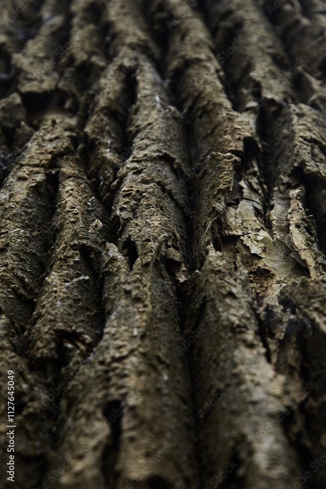 bark of tree