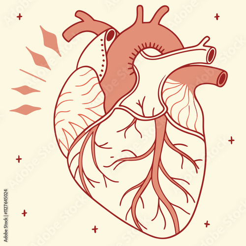 Anatomical Heart Isolated. Muscular Organ in Human
