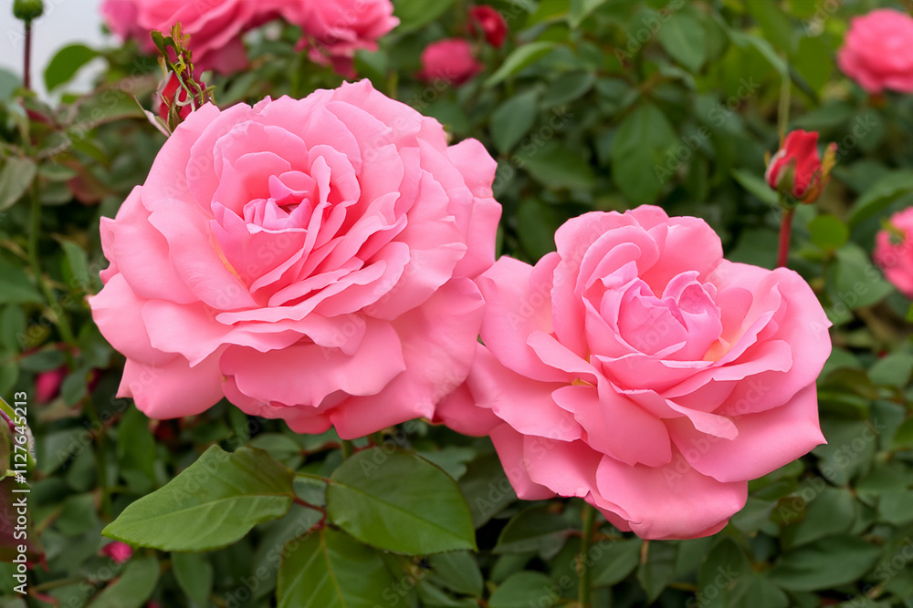 A group of pink roses with leaves. Green leaves on a green rose bush. Pink flowers in a green bush. Pink roses with green leaves and pink flowers in a lifestyle bush. A group of pink roses with leaves. Green leaves on a green rose bush. Pink flowers in a green bush. Pink roses with green leaves and pink flowers in a lifestyle bush.