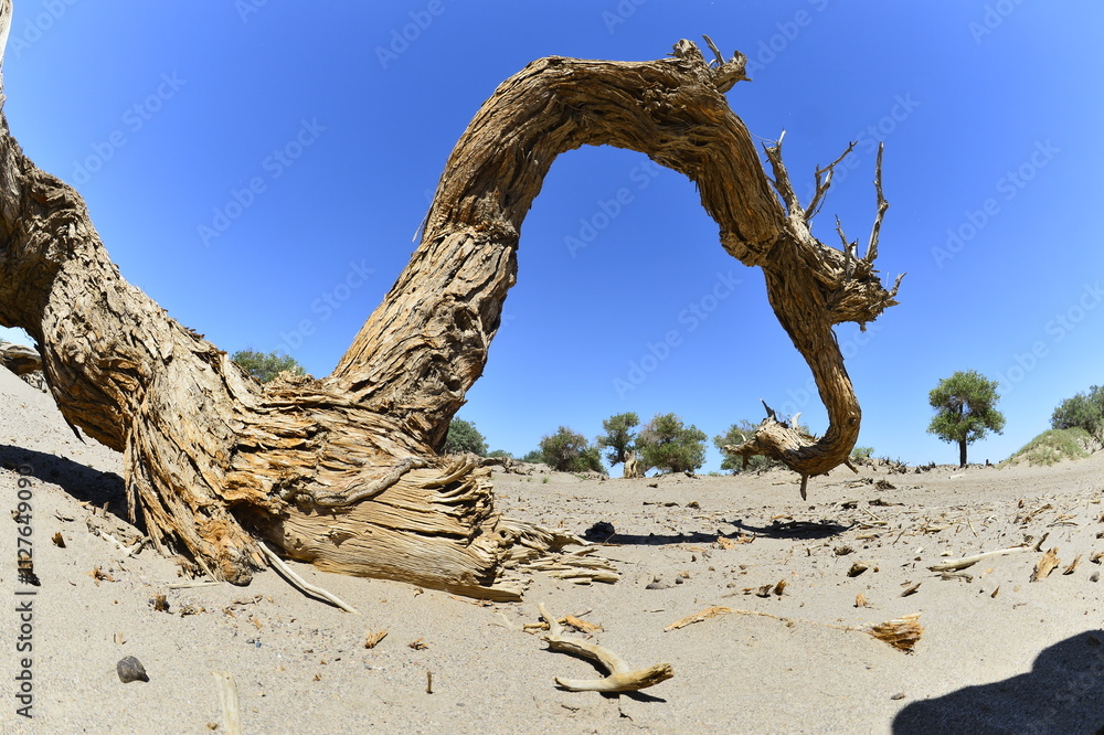 Populus euphratica trees in the desert Populus euphratica trees in the desert