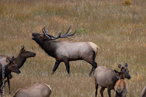 Bull elk bugling photo