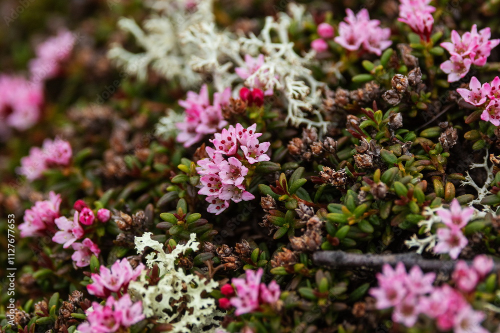 Pinkish Alpine azalea flowering on a rocky ground in Urho Kekkonen National Park, Northern Finland Pinkish Alpine azalea flowering on a rocky ground in Urho Kekkonen National Park, Northern Finland