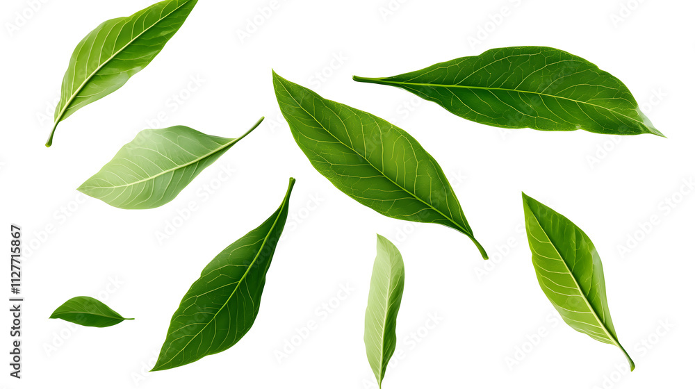 Green leaves fly with a gust of wind. Green leaves wave. Leaf falling. Vegan, eco, organic design element.on transparent, png Green leaves fly with a gust of wind. Green leaves wave. Leaf falling. Vegan, eco, organic design element.on transparent, png