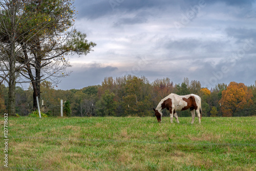 A beautiful painted horse in an tennessee field