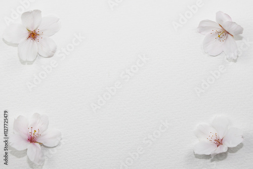白背景_桜の花