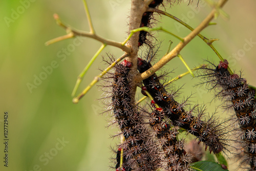 Várias lagartas peludas, penduradas em um galho de árvore se alimentando das folhas. photo