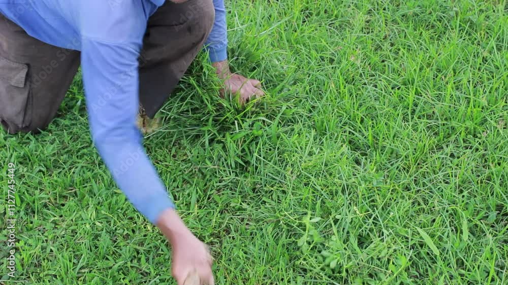 A goat farmer wearing a long-sleeved blue shirt is cutting wild green grass for goat feed using a sickle in the field in the afternoon, the video was taken from a landscape with a high angle. A goat farmer wearing a long-sleeved blue shirt is cutting wild green grass for goat feed using a sickle in the field in the afternoon, the video was taken from a landscape with a high angle.