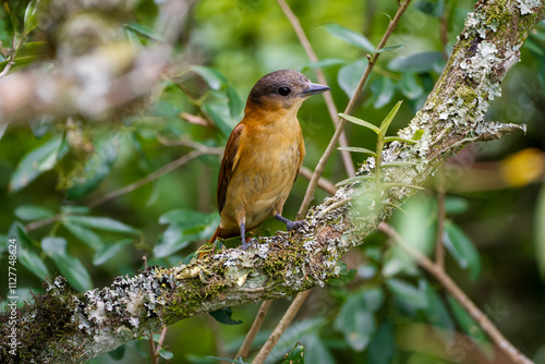 Crested becard ( Pachyramphus validus) photo