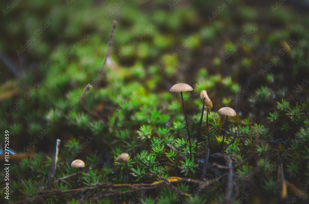 Tiny cute Mushrooms in Forest at autumn in finland macro Tiny cute Mushrooms in Forest at autumn in finland macro
