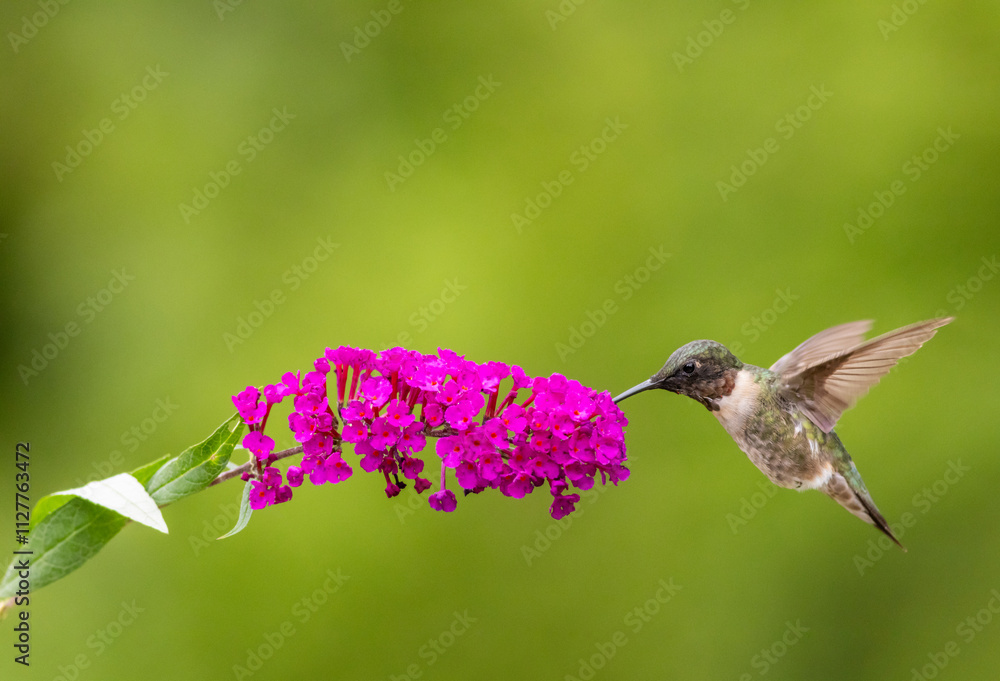 Fototapeta premium Ruby Throated Hummingbird, Archilochus colubris, in flight on green bokeh background room for copy text