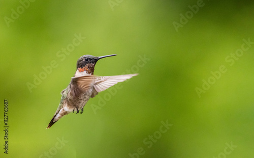 Ruby Throated Hummingbird, Archilochus colubris, in flight on green bokeh background room for copy text photo