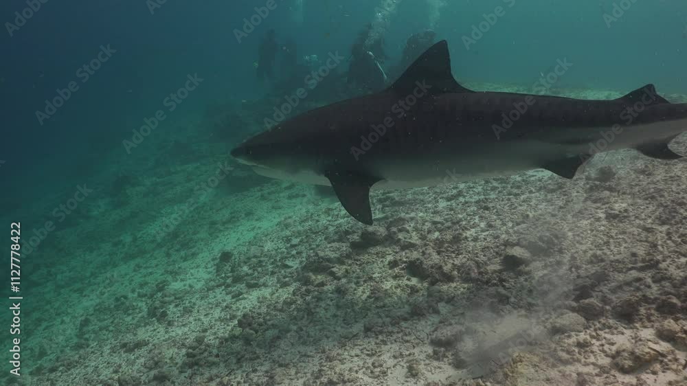 (Galeocerdo cuvier) A large tiger shark approaches the camera operator, changes direction, and slowly tries to swim around them from the side
