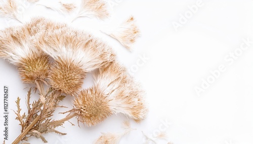 Closeup of Blooming Dusty Miller Flowers and Petals Isolated on White Background. Top View of Flower with Empty Space.