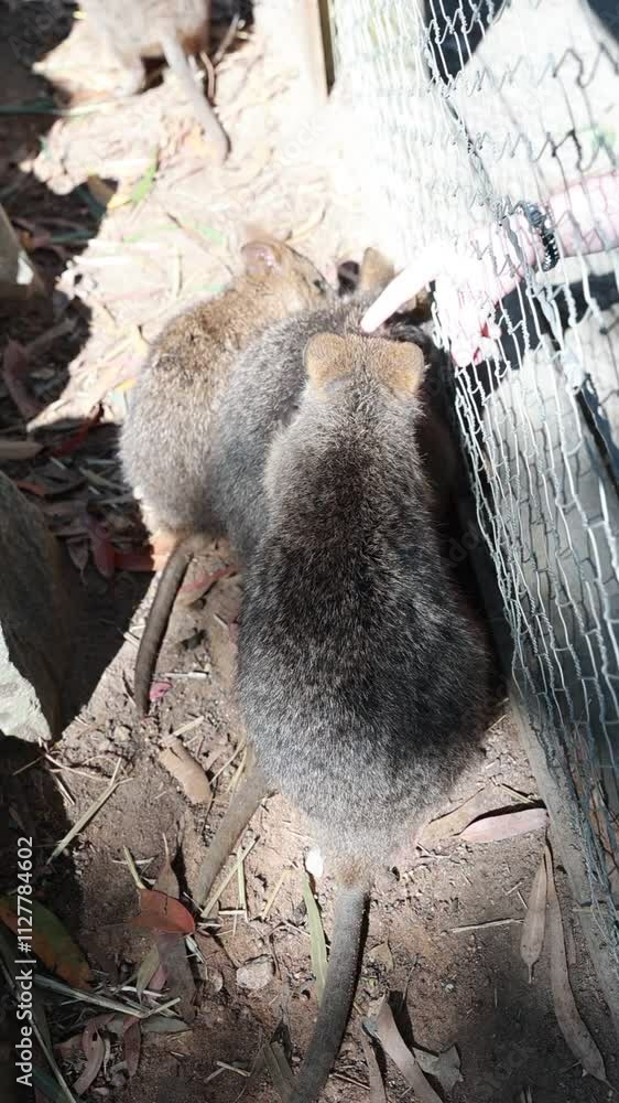世界一幸せな動物、クオッカ 世界一幸せな動物、クオッカ