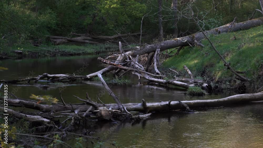 A tranquil forest river flows gently, partially obstructed by numerous fallen trees and branches. The lush greenery and calm water create a peaceful, untouched natural scene. A tranquil forest river flows gently, partially obstructed by numerous fallen trees and branches. The lush greenery and calm water create a peaceful, untouched natural scene.