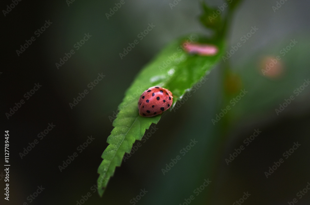 Ladybug on leaf. Macro Nature Photography. lady bug sitting on top of a green leafy plant with lots of leaves. Ladybug on leaf. Macro Nature Photography. lady bug sitting on top of a green leafy plant with lots of leaves.