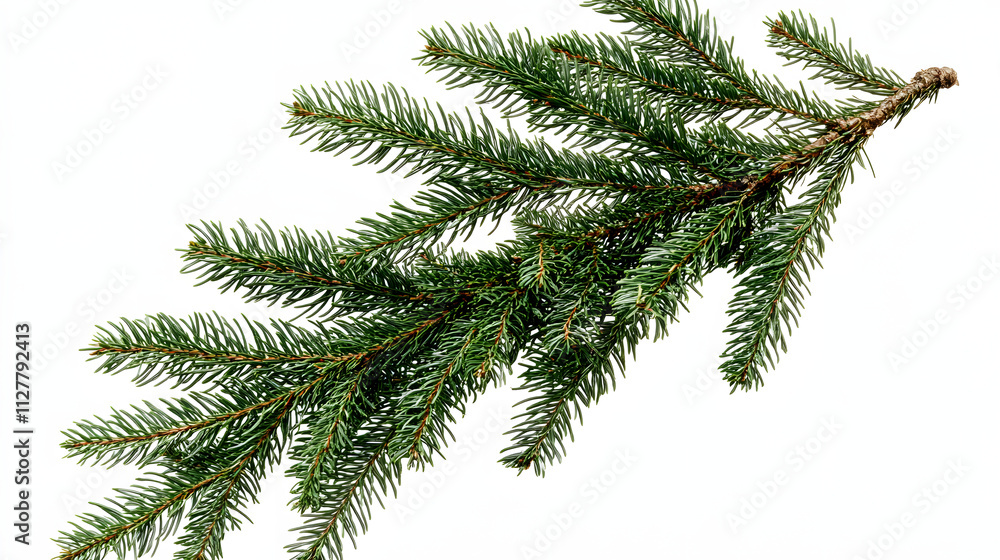 Christmas tree branch isolated on transparent, png for a Christmas decor. Branches close-up. Collection of Fir Branches Christmas tree branch isolated on transparent, png for a Christmas decor. Branches close-up. Collection of Fir Branches