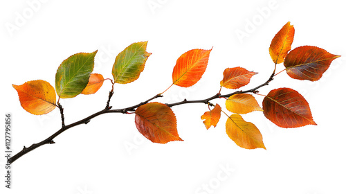 Autumn twig with colorful leaves in a seasonal arrangement isolated on white or transparent background