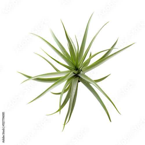 A lone tillandsia plant displayed on a transparent background, emphasizing its natural elegance and intricate form.