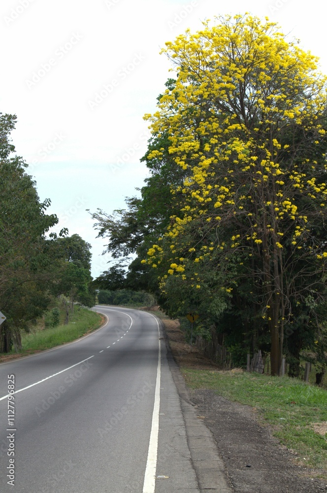 Fototapeta premium Encontramos muchas vias de comunicacion en Barinas desde caminos de tierra hasta modernas autopistas,que son utilizadas para el comercio y el turismo.