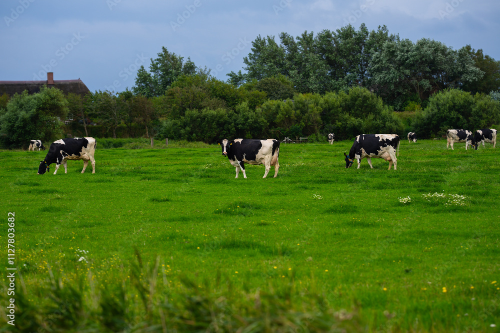 Cows on summer pasture. Mature cow at grass pasture. Cow eating grass at pasture. Cow Farm. Cows grazing at pasture. Cows on summer pasture. Mature cow at grass pasture. Cow eating grass at pasture. Cow Farm. Cows grazing at pasture.