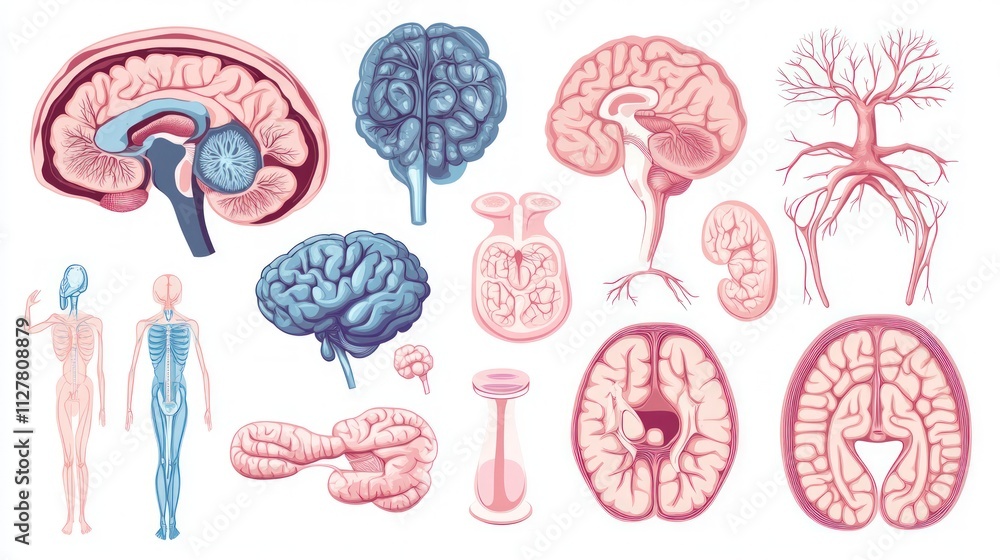 Anatomical illustrations: brain, nervous system, body. Anatomical illustrations: brain, nervous system, body.