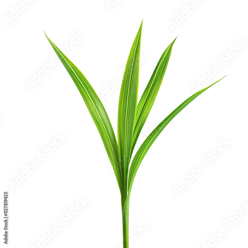 Wallpaper Mural Close-up of Lush Green Plant Leaves with Minimalist Natural Backdrop for Wellness and Meditation Torontodigital.ca