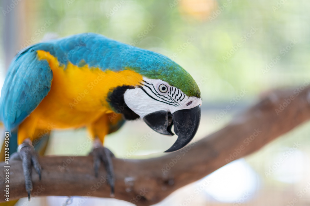 Fototapeta premium closeup parrot with blur background, nature bird, macaw