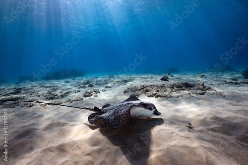 A Spotted Eagle Ray hunts for food along the sandy floor of the ocean in Hawaii