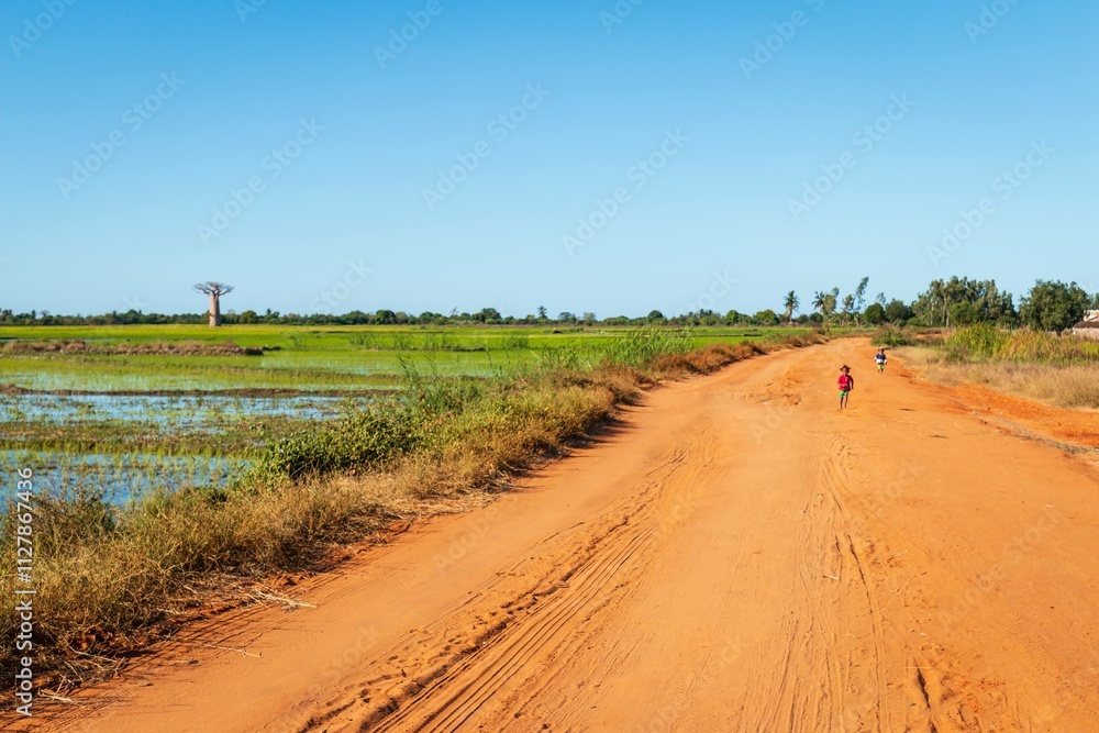 Obraz premium Dirt Road Through Rural Landscape with Baobab Tree, Madagascar