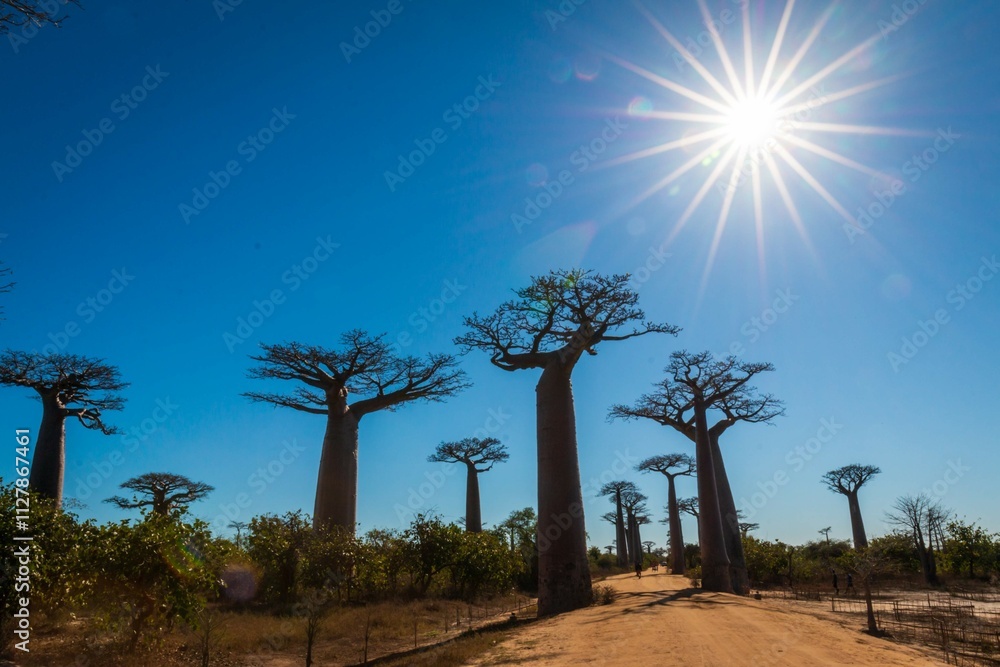 Fototapeta premium Star-Shaped Sun Illuminating Majestic Baobabs Reaching for the Sky Against a Blue Sky, Avenue of The Baobabs, Morondava, Madagascar 