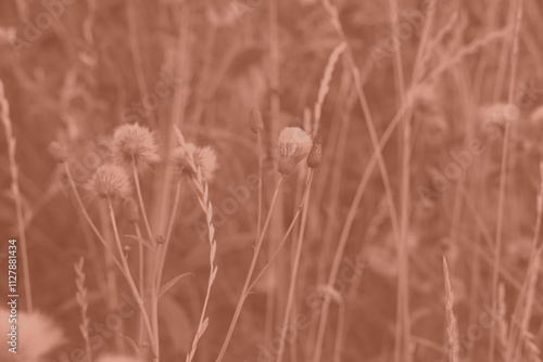 Mocha Mousse grasses with spikelets of beige color close-up. Abstract natural background of soft plants monochrome color 2025.