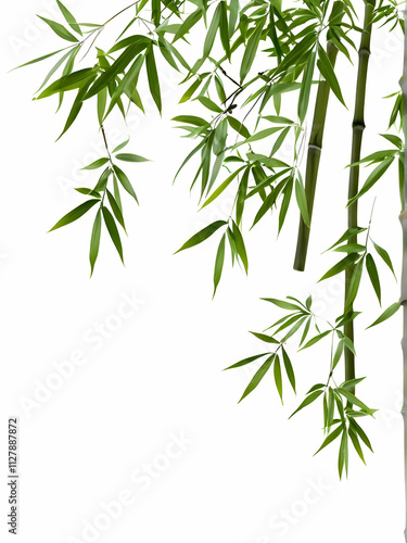 bamboo isolated on white background