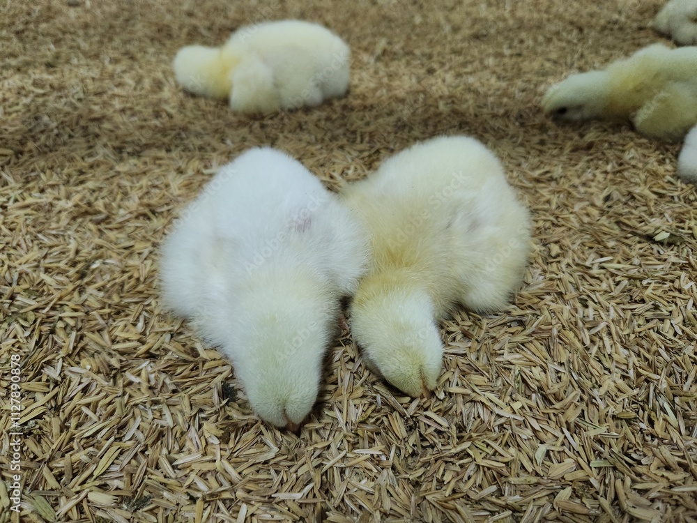 chick are sleeping chick are sleeping